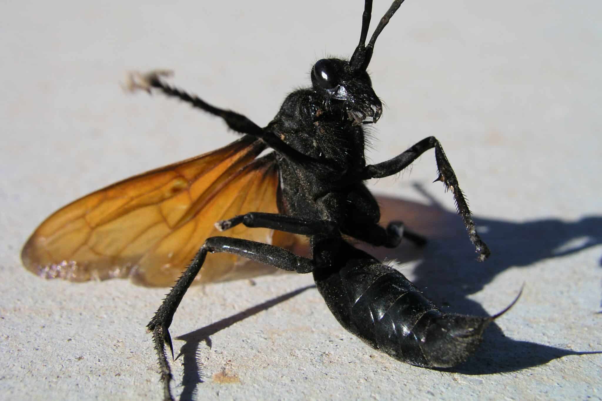 A-13_Tarantula_Hawk_Giant_Wasp