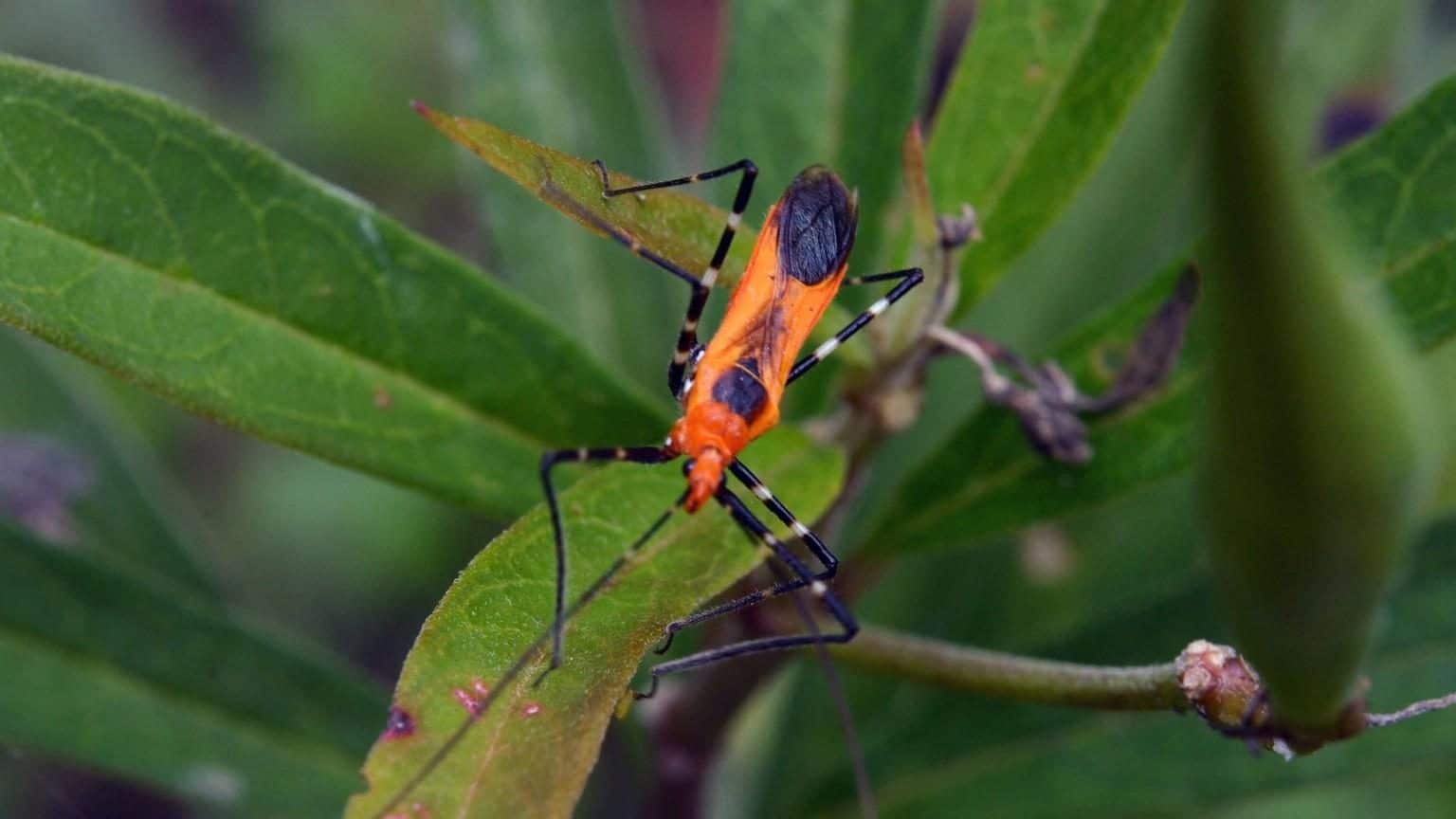 A-17_Assassin_Bug