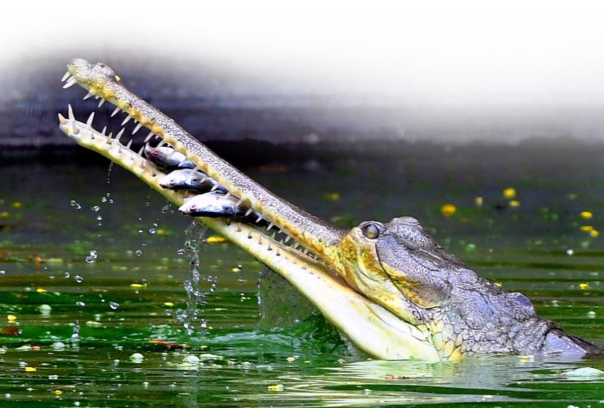 A-21_Gharial_Crocodilian_Species