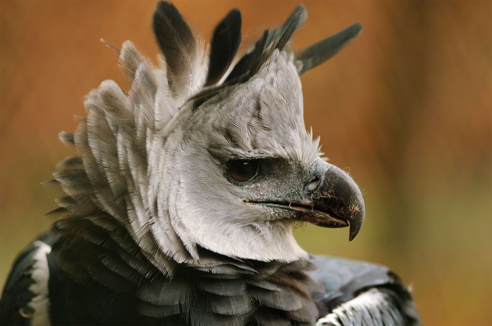 A-25_Harpy_Eagle