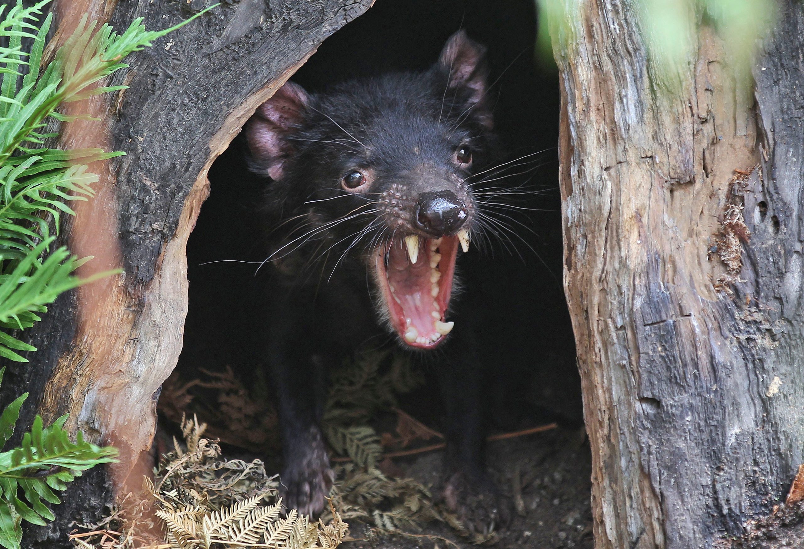 A-28_Tasmanian_Devil