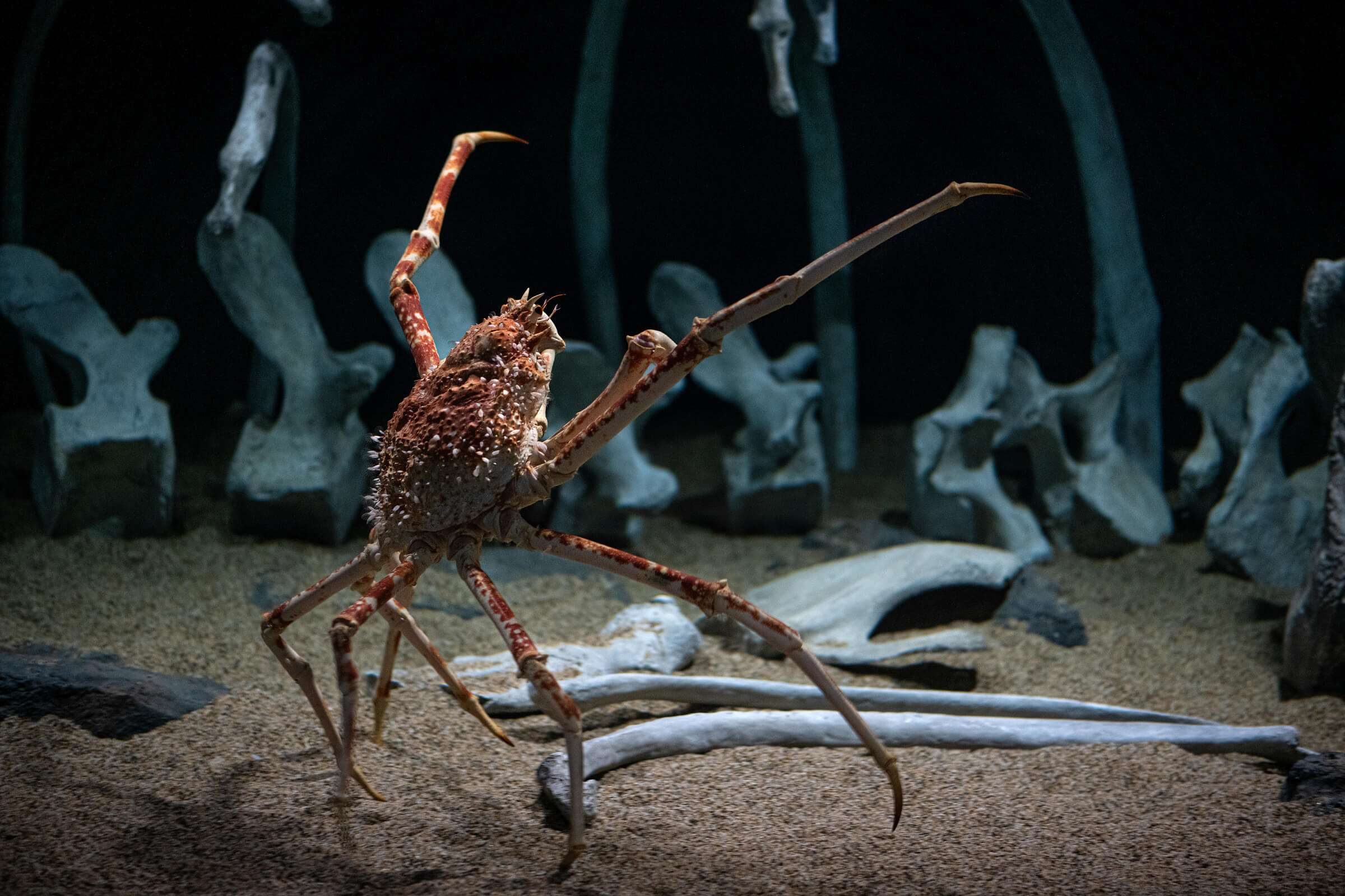 A-31_Giant_Japanese_Spider_Crab