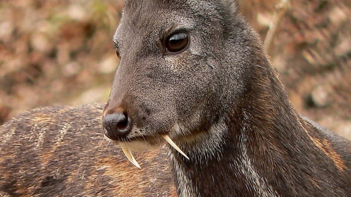 A-33_Vampire_Deer_Muntjac_with_Elongated_Canines