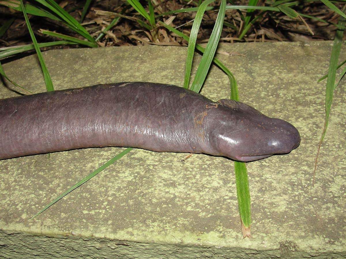 A-39_Atretochoana_Titicaca_Penis_Snake