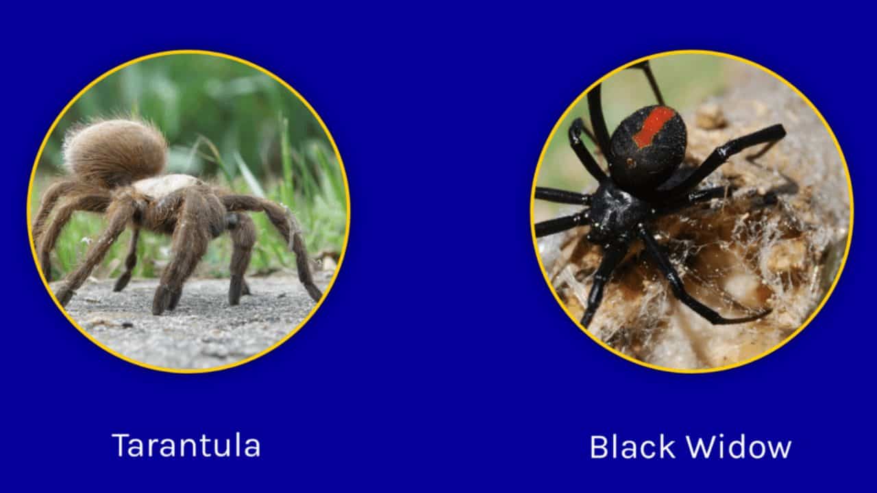 A-3_Spider_Black_Widow__Tarantula