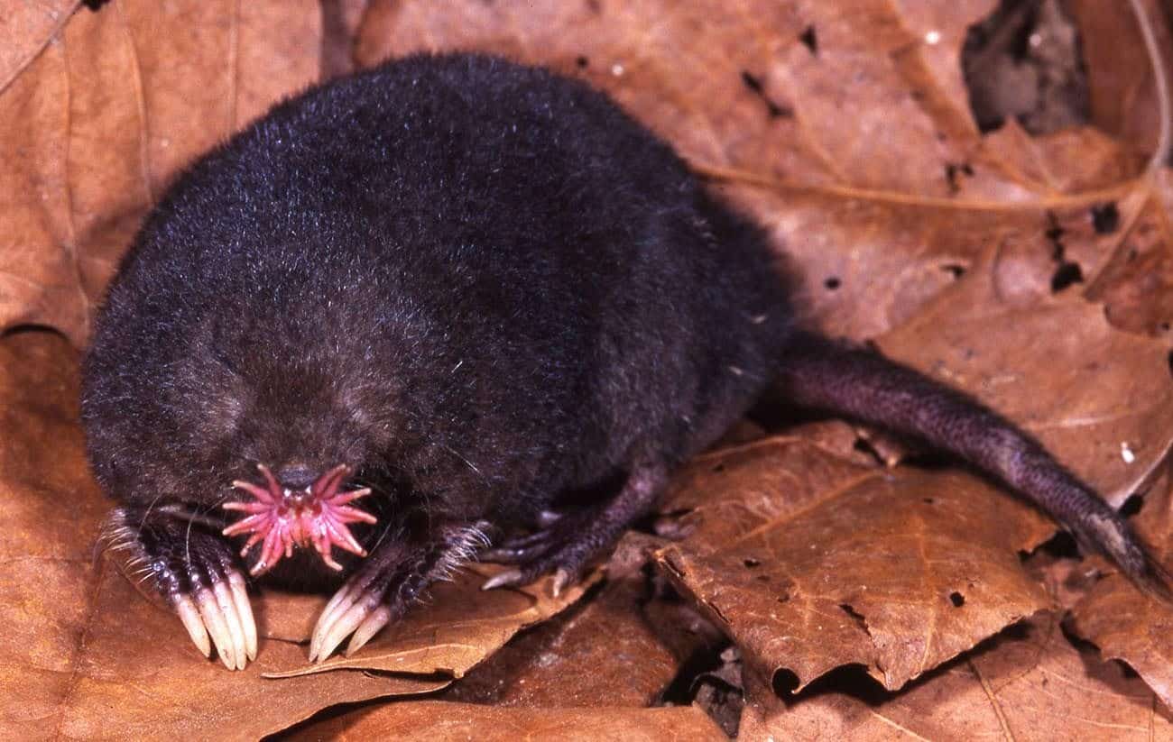 A-41_Star-Nosed_Mole