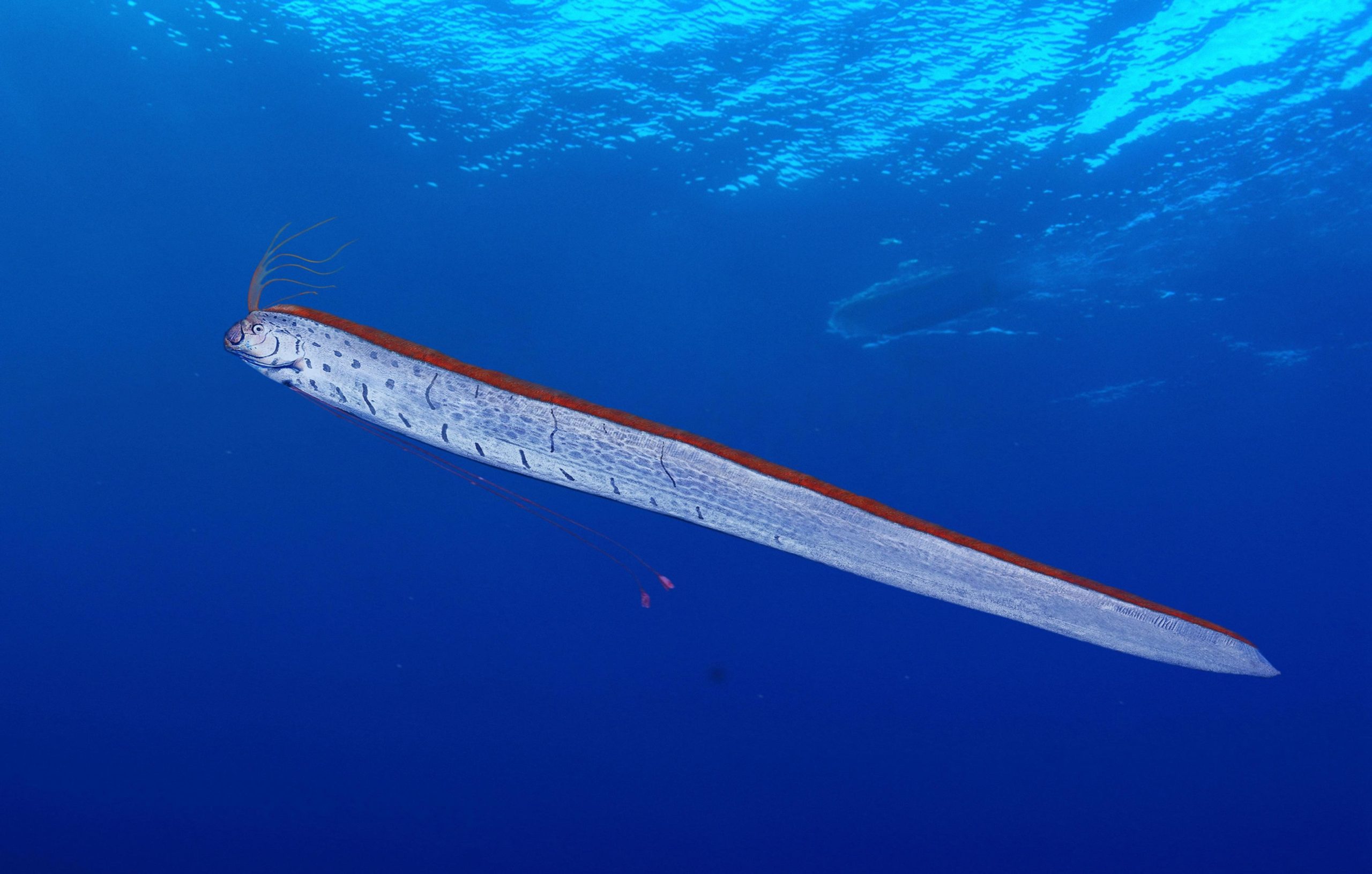 A-42_Oarfish