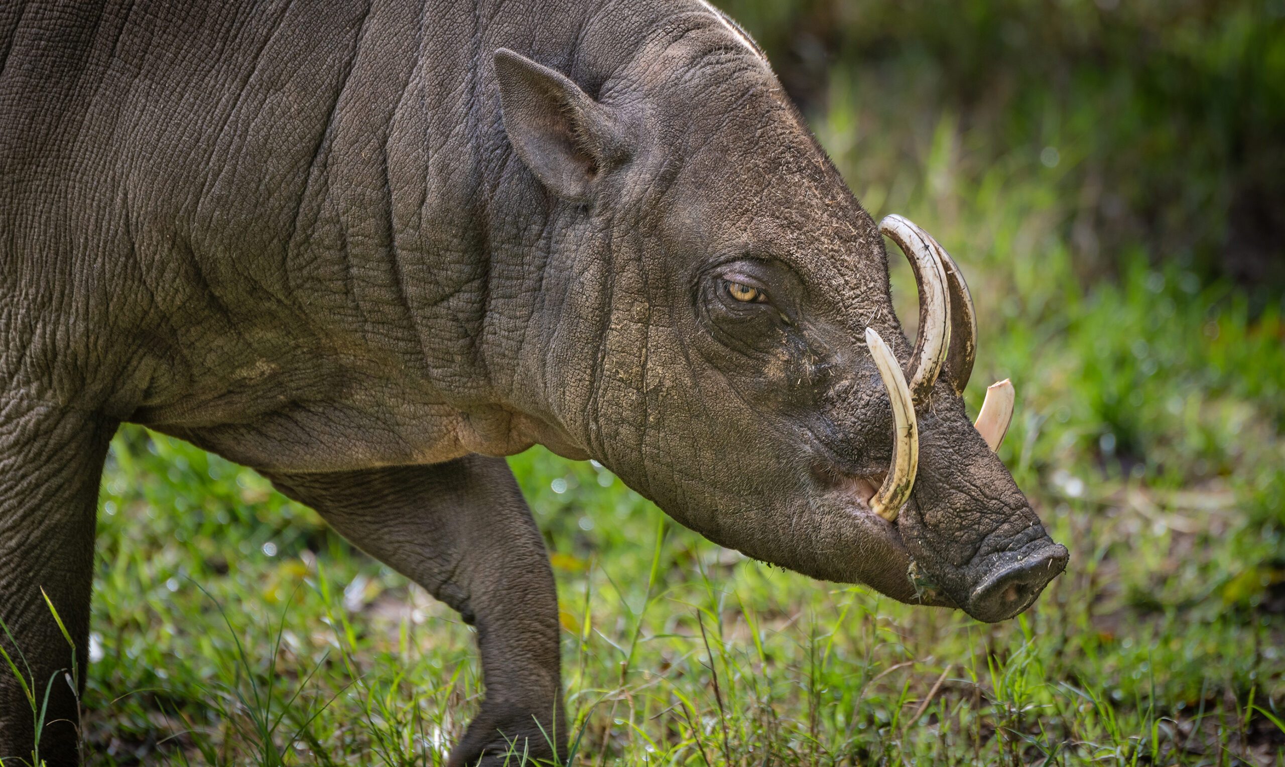 A-44_Babirusa_Wild_Pig_with_Curved_Tusks_Growing_Through_Skull