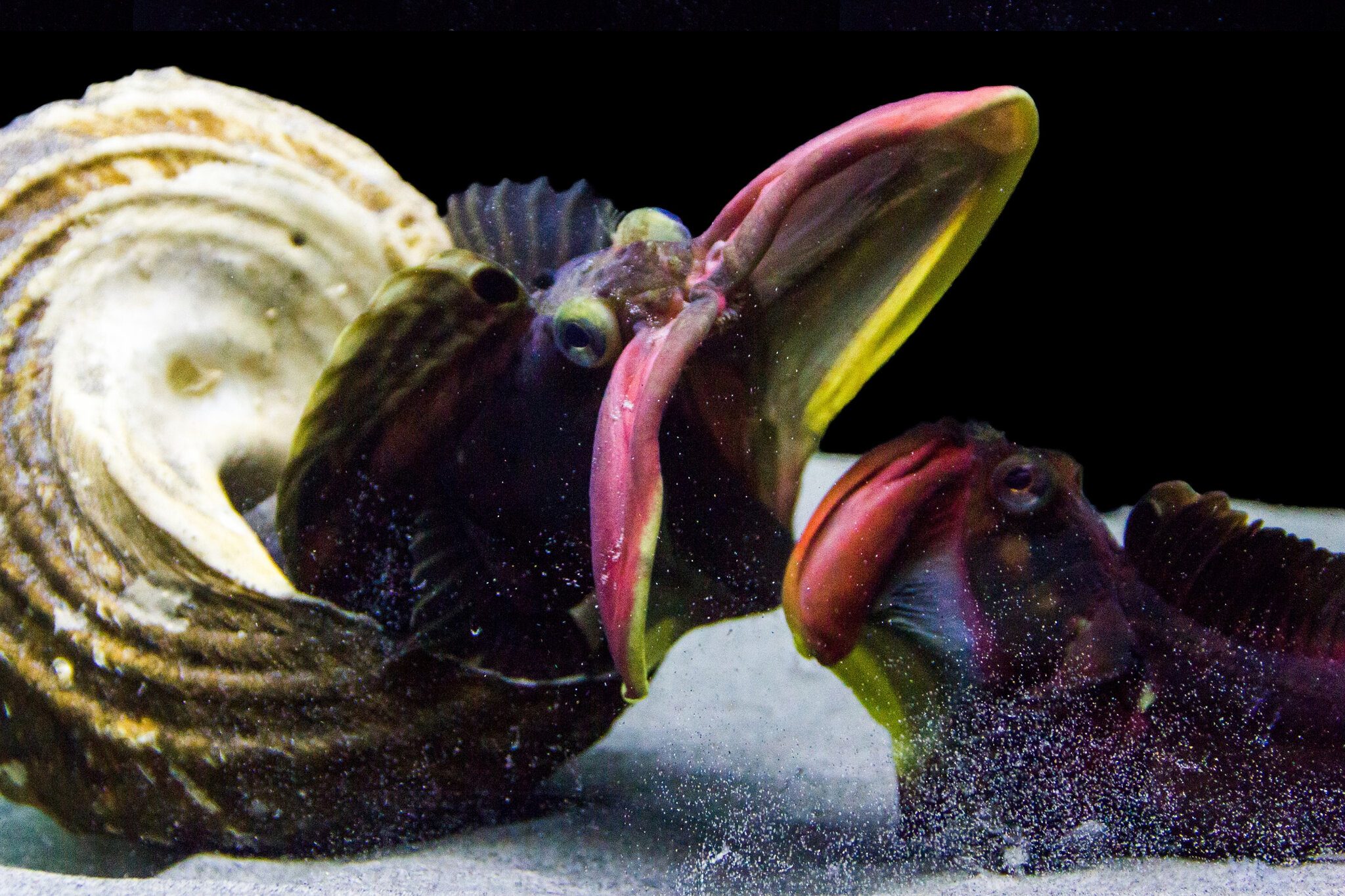 A-45_Sarcastic_Fringehead