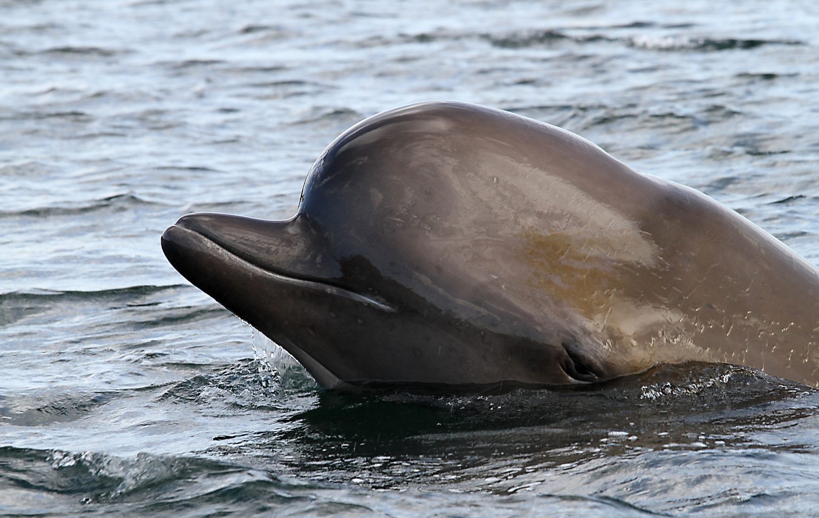 A-49_Beaked_Whale