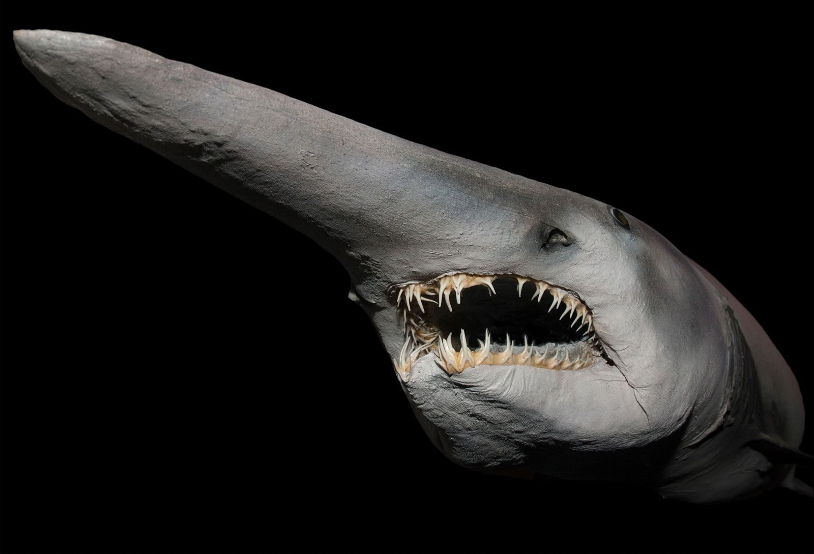 A-52_Goblin_Shark