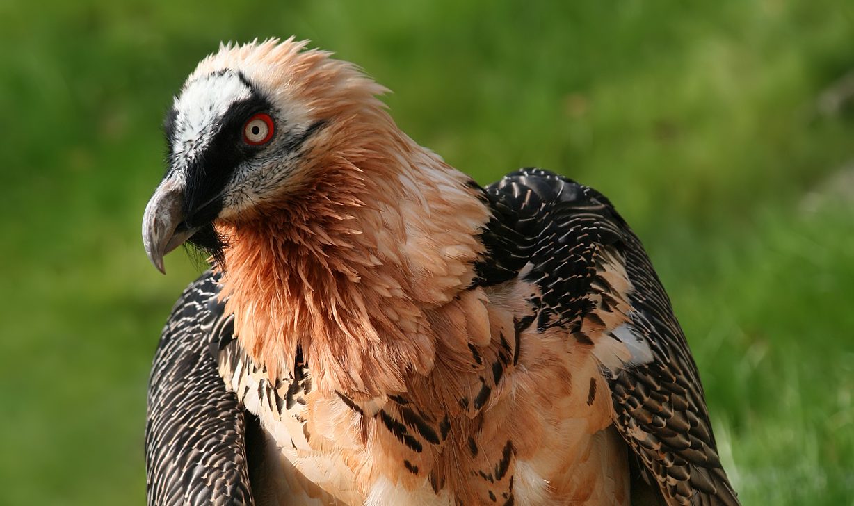 A-53_Bone-Eating_Bearded_Vulture