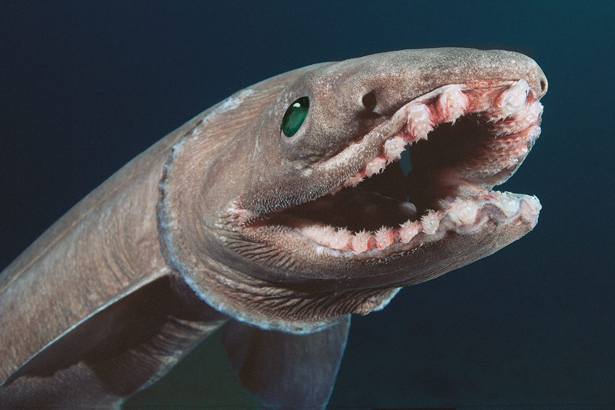 A-54_Frilled_Shark