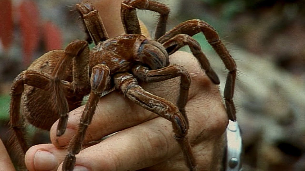 A-55_Goliath_Birdeater_Tarantula