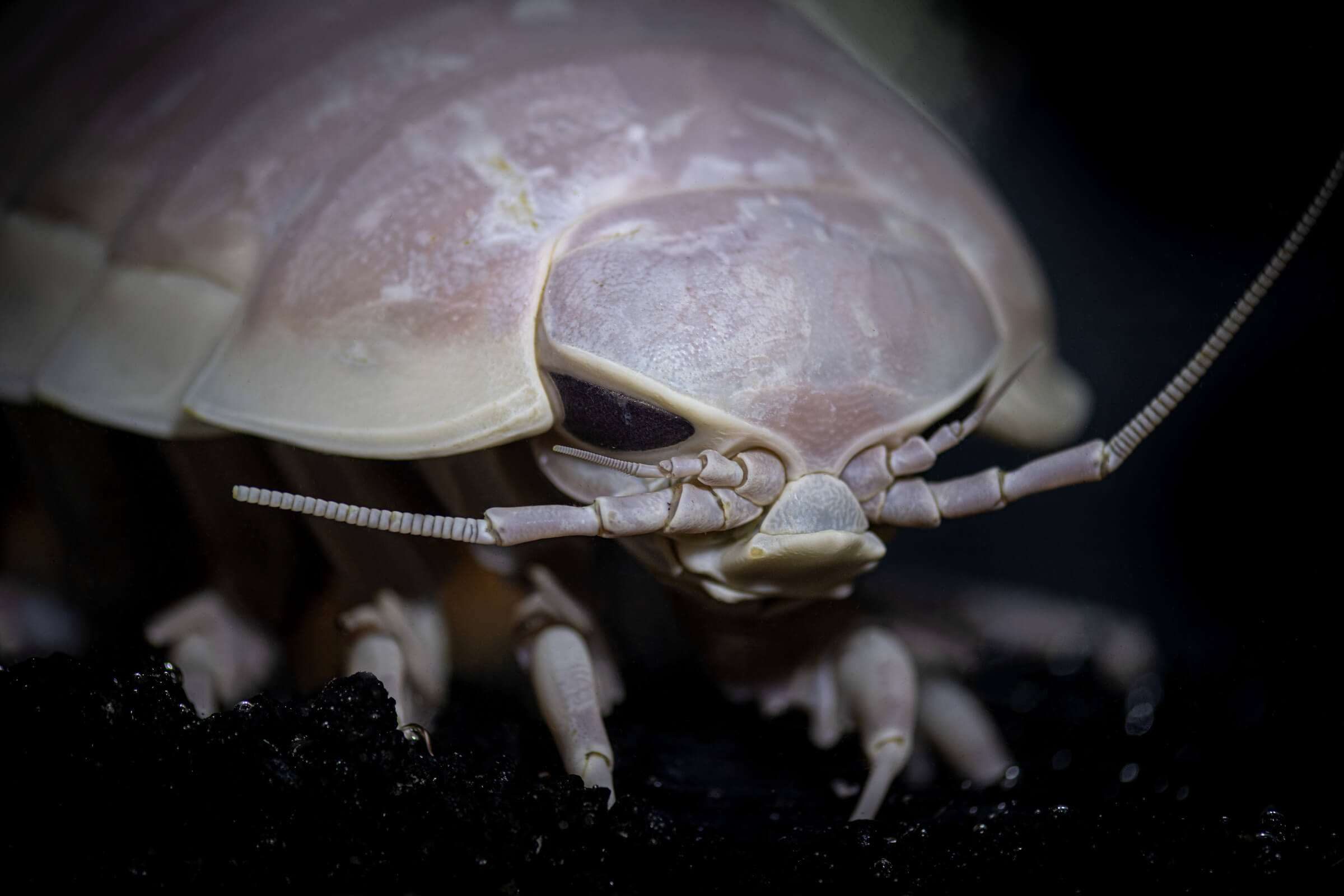 A-56_Giant_Isopod