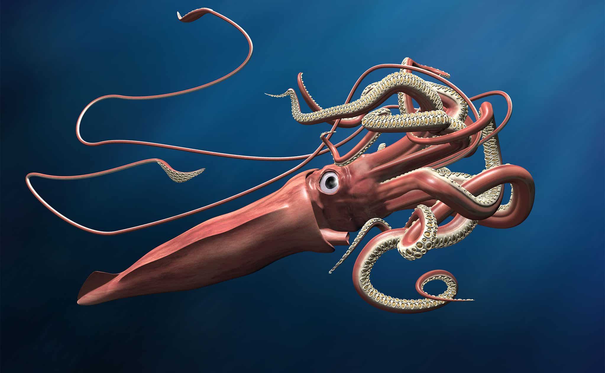 A-57_Giant_Squid