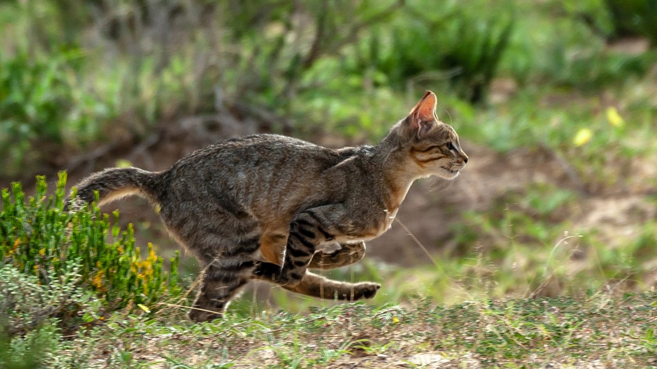 African_Wildcat