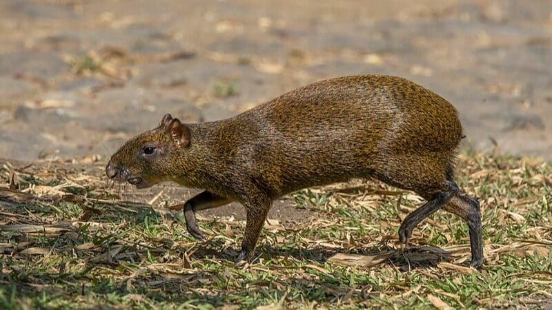 Agouti