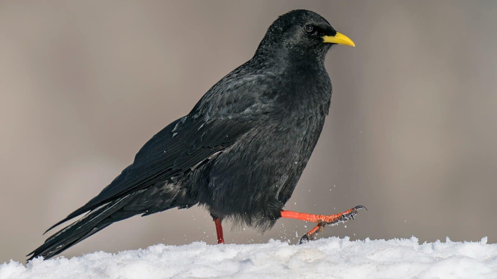 Alpine_Chough