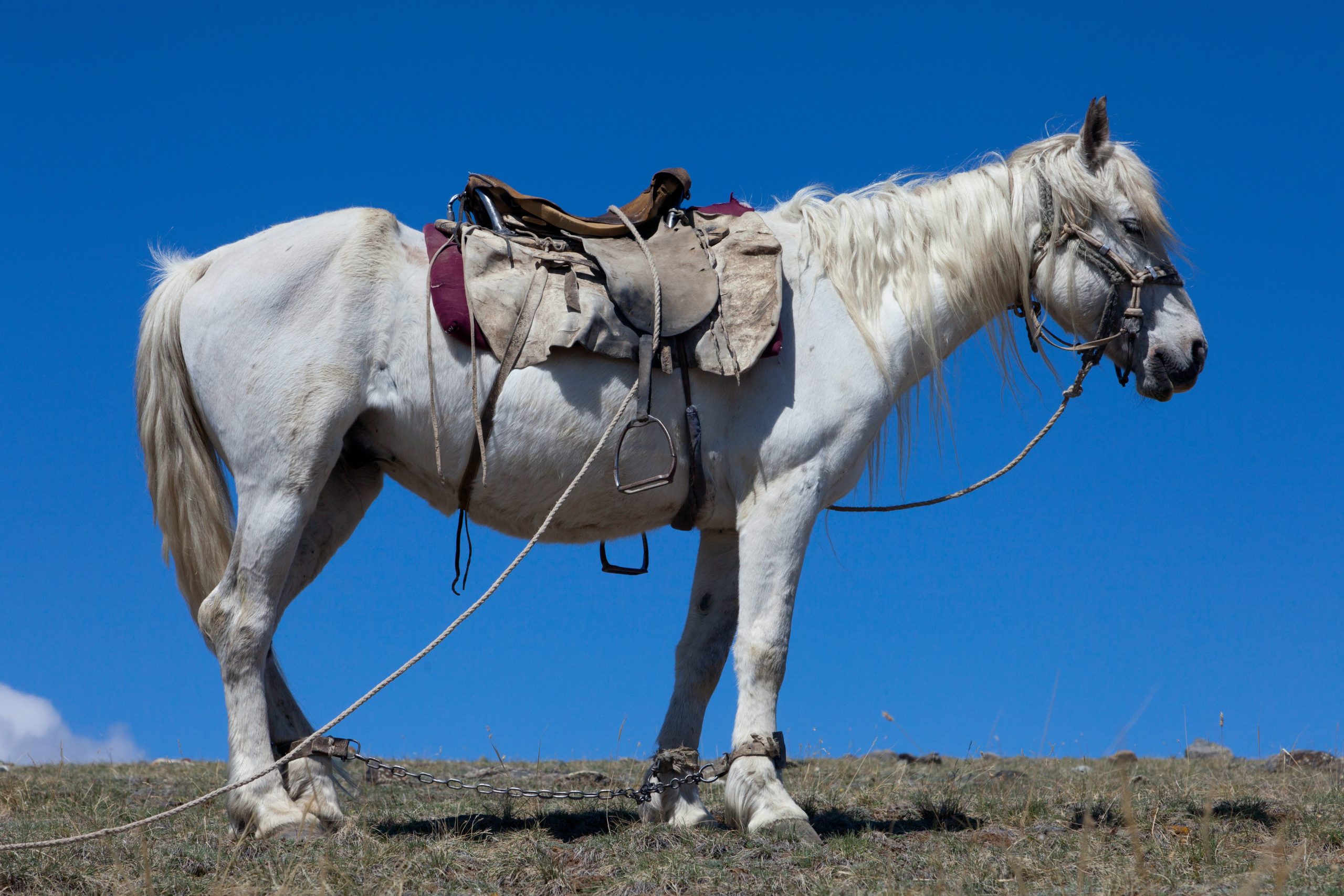 Altai_Horse