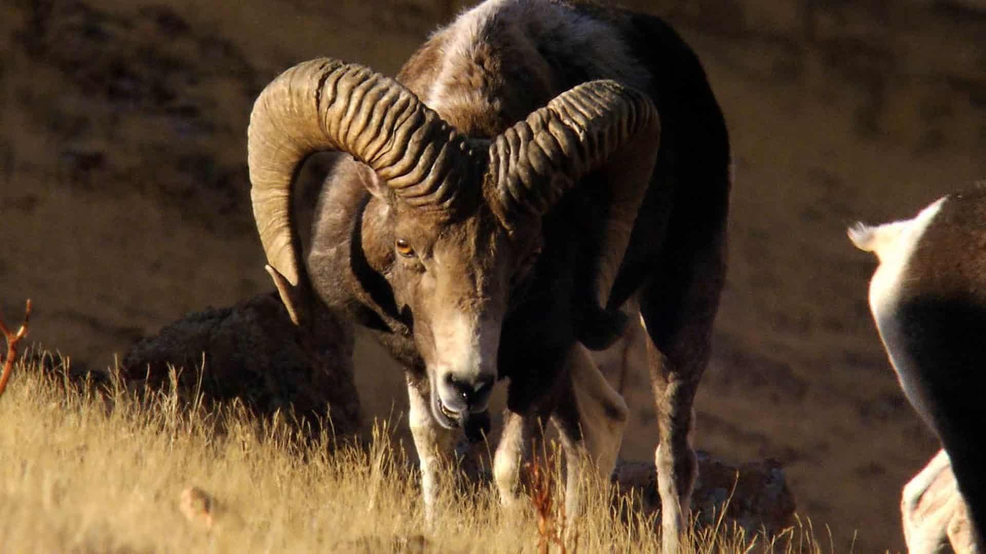 Argali_Sheep