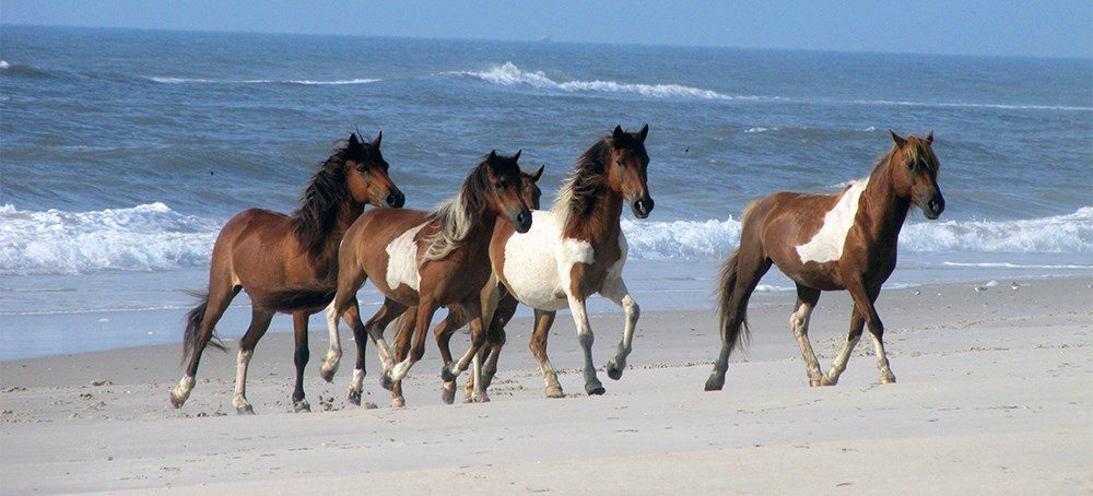 Assateague_Island_Pony