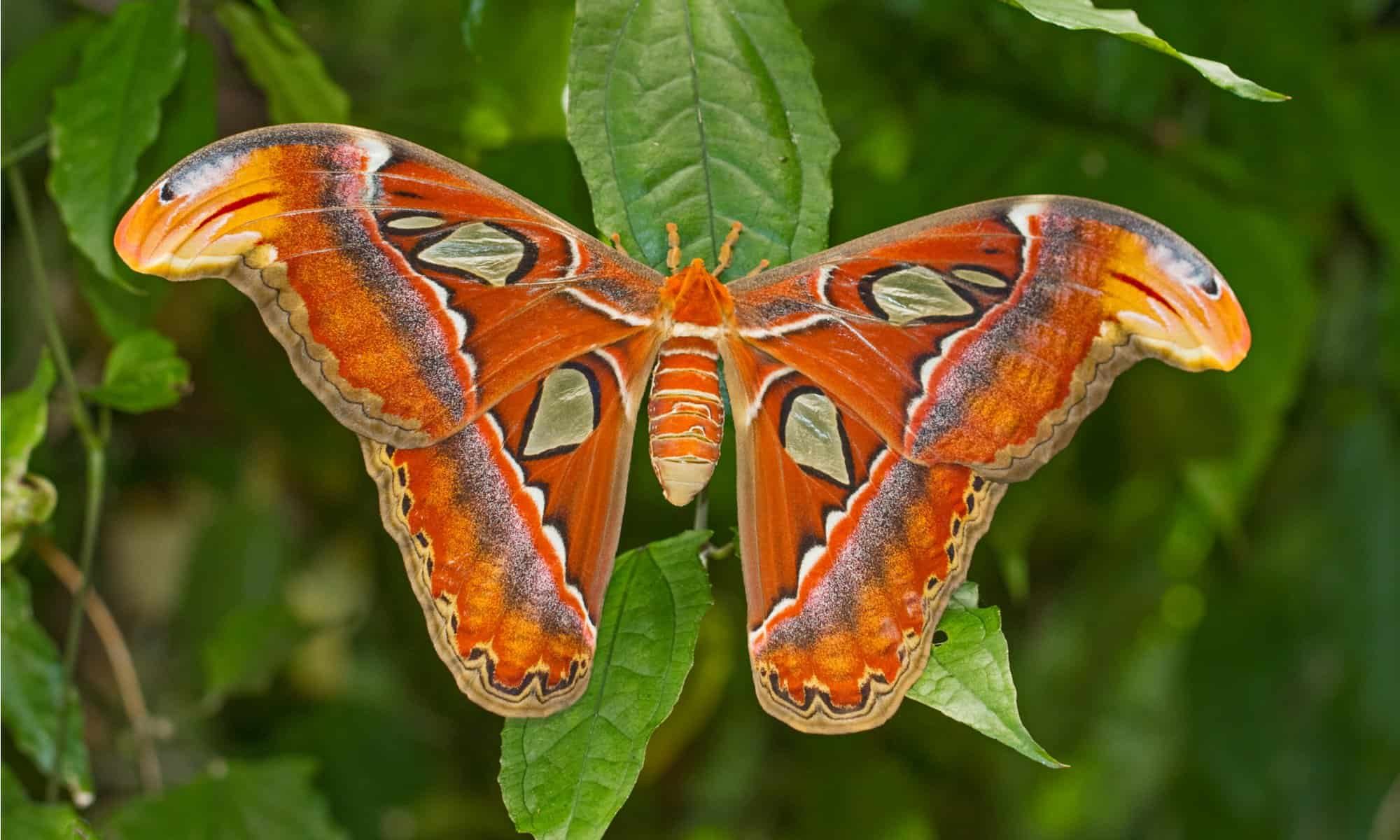 Atlas_Moth