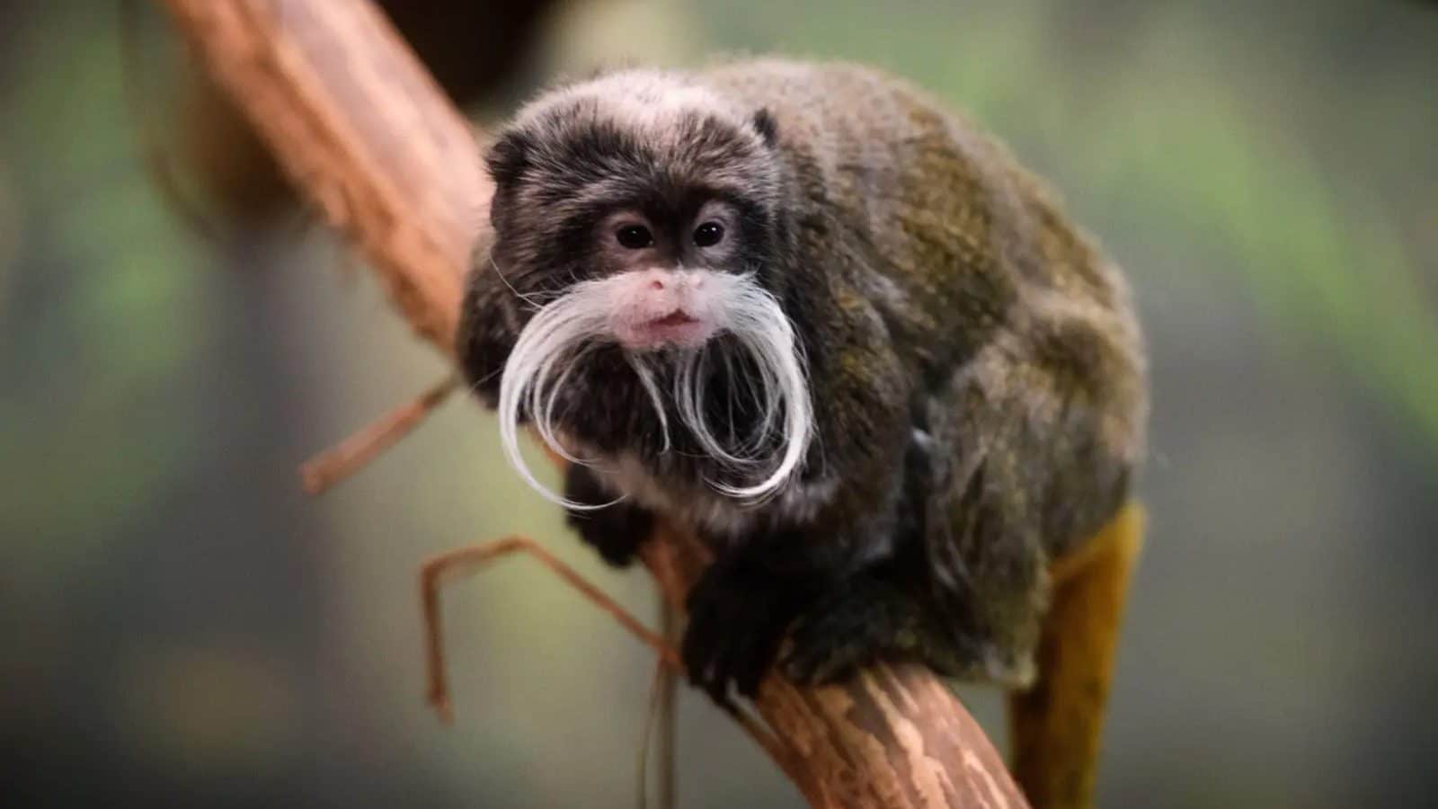 Bearded_Emperor_Tamarin