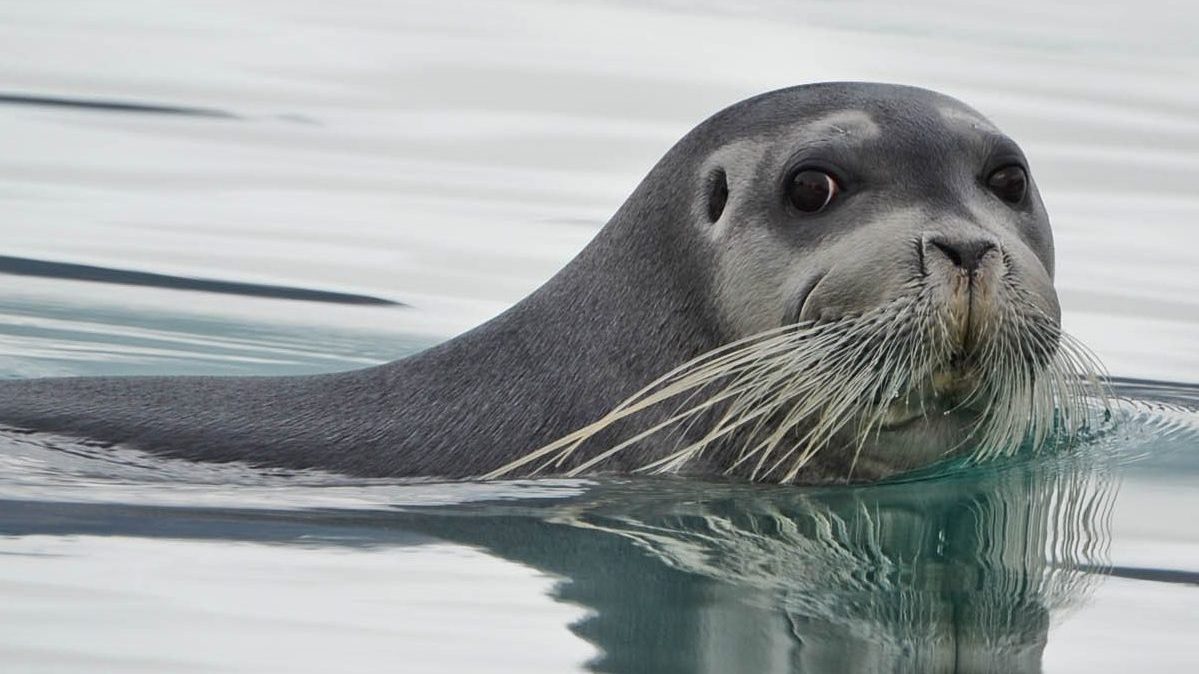 Bearded_Seal