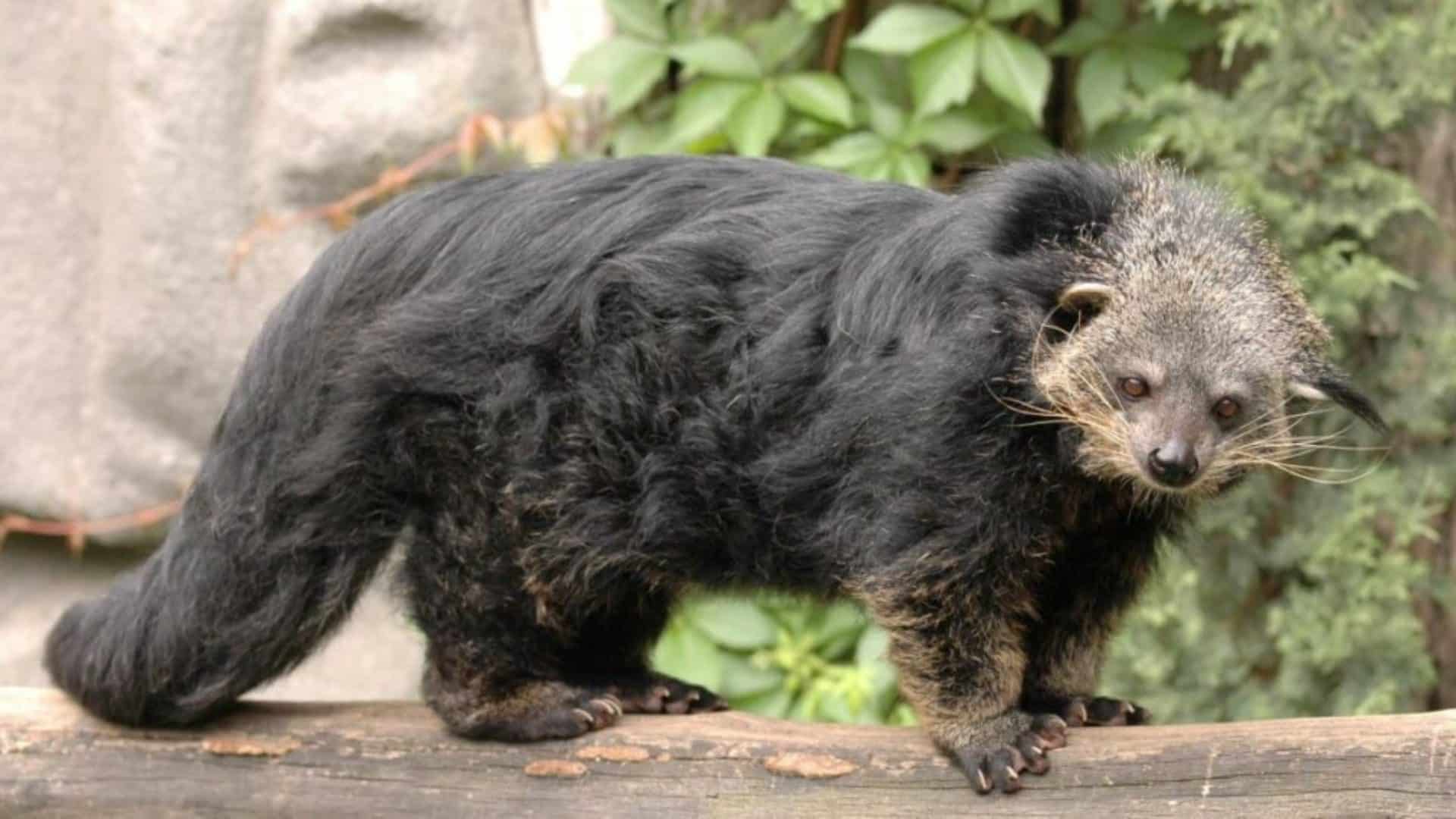 Binturong_bearcat