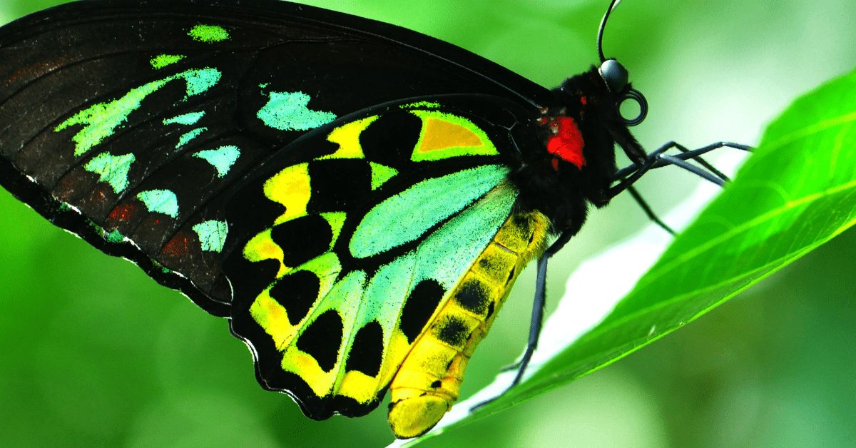 Birdwing_Butterfly