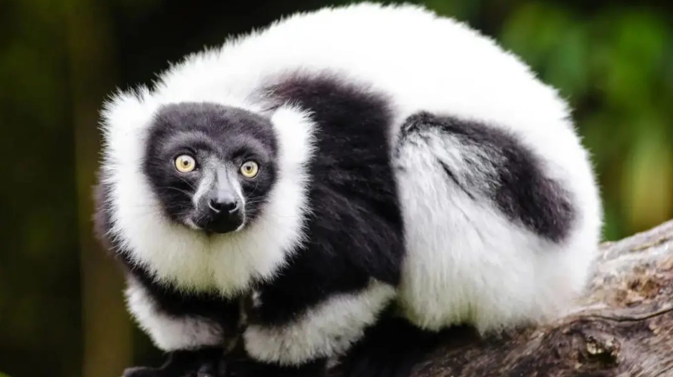 Black-and-white_Ruffed_Lemur