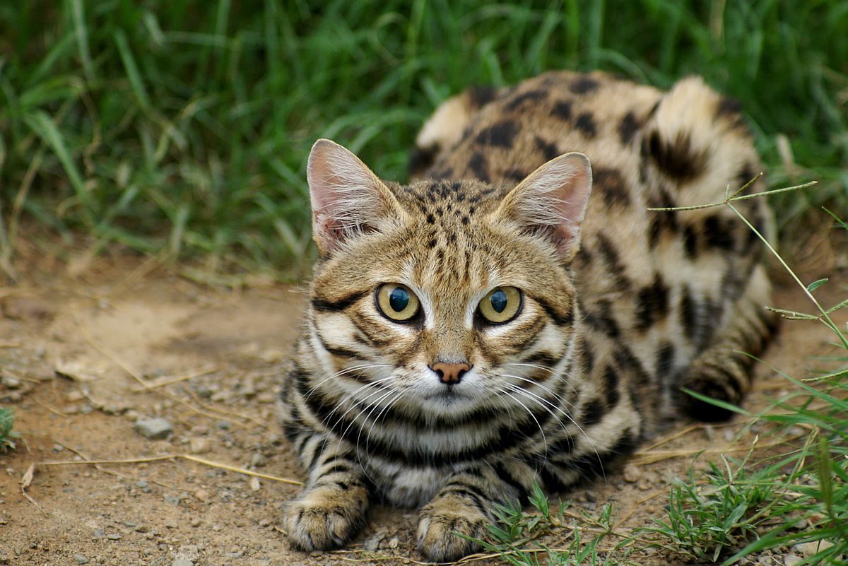 Black-footed_Cat