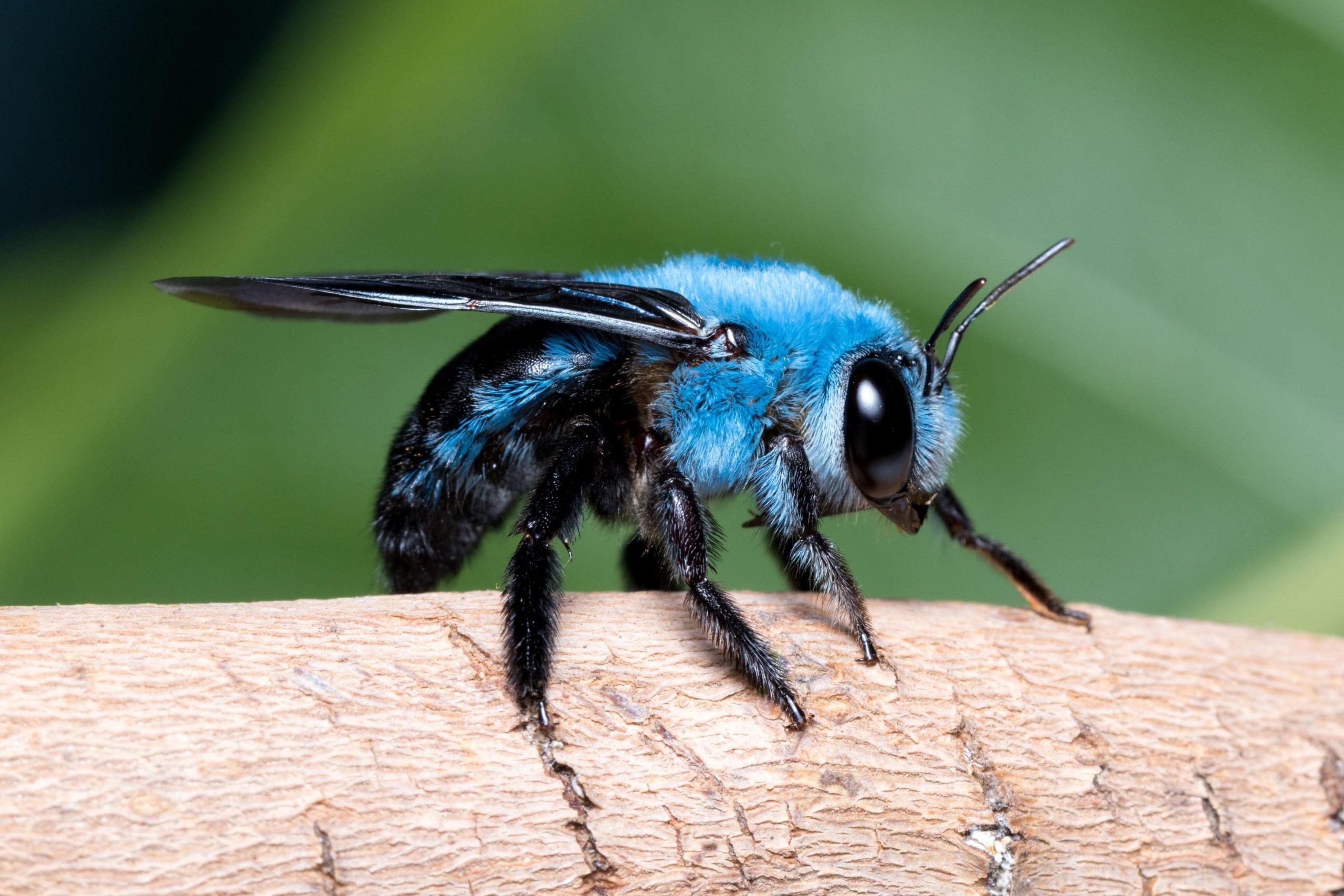 Blue_Orchid_Bee