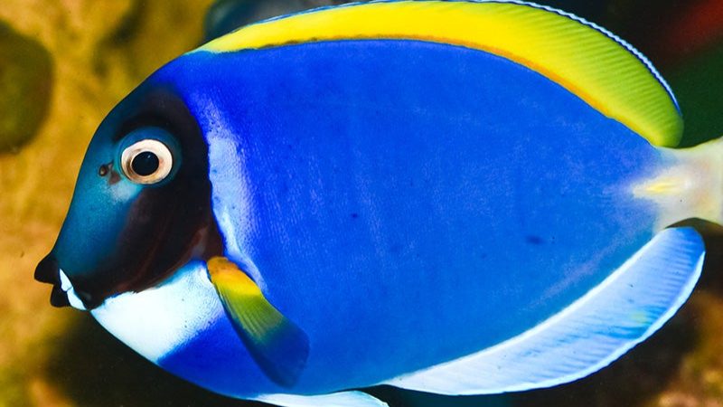 Blue_Tang