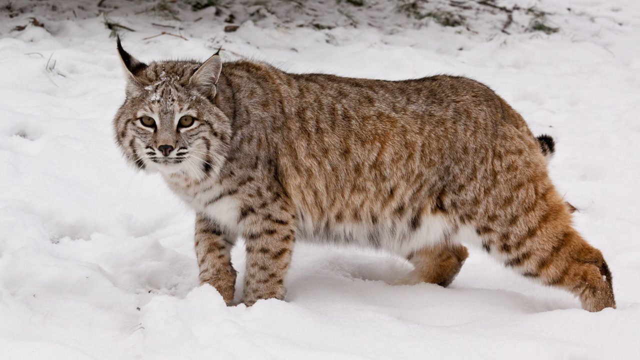 Bobcat