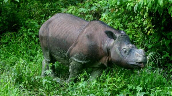 Bornean_Rhino