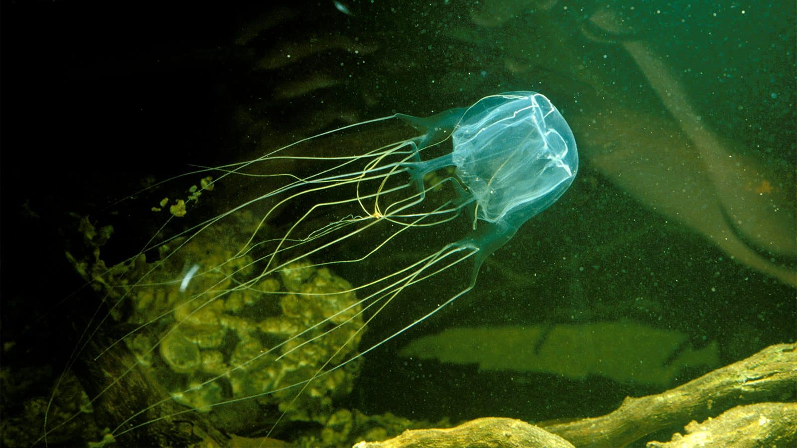 Box_Jellyfish