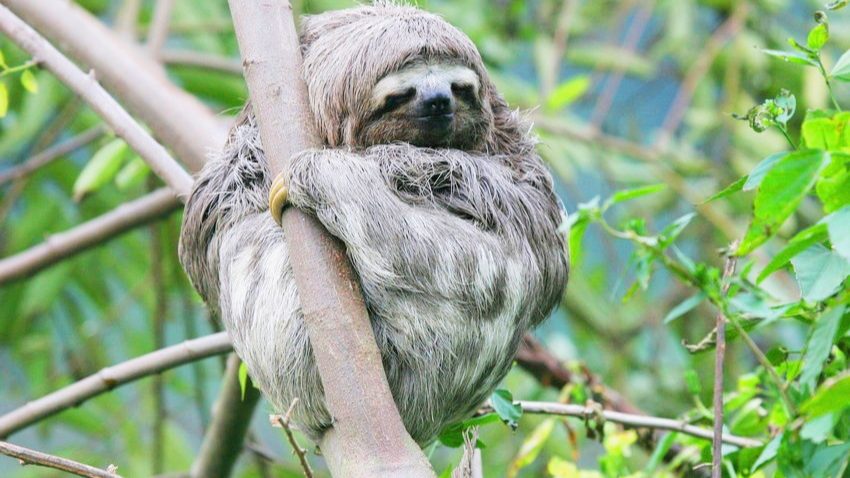 Brown-Throated_Three-Toed_Sloth