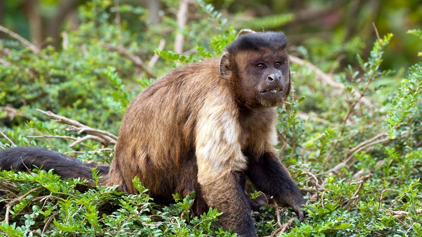 Brown_Capuchin_Monkey