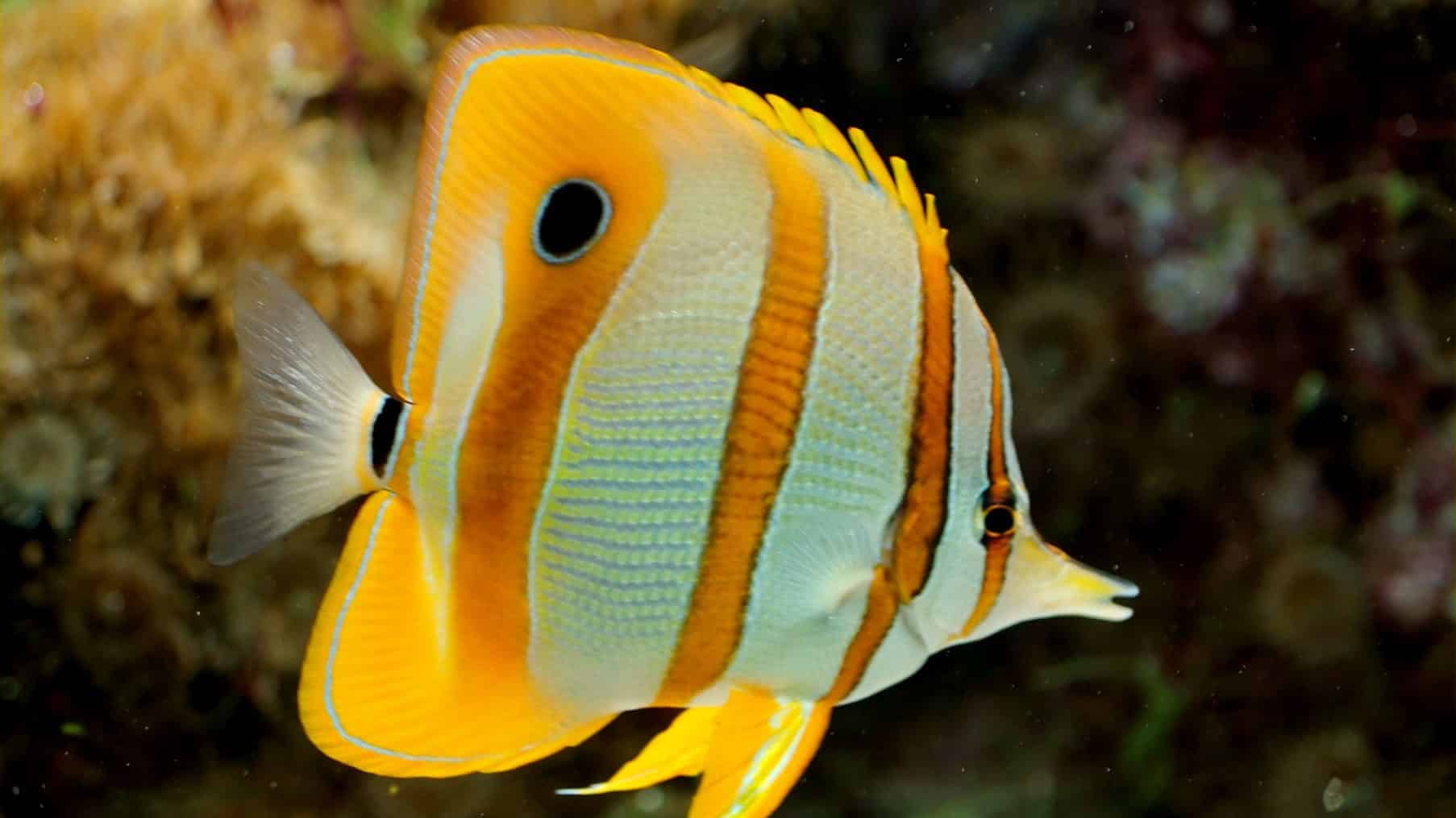 Butterflyfish