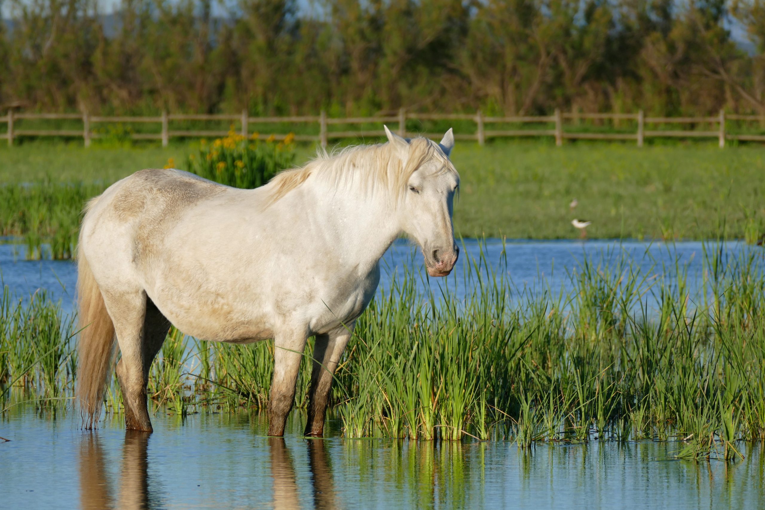 Camargue_Horse