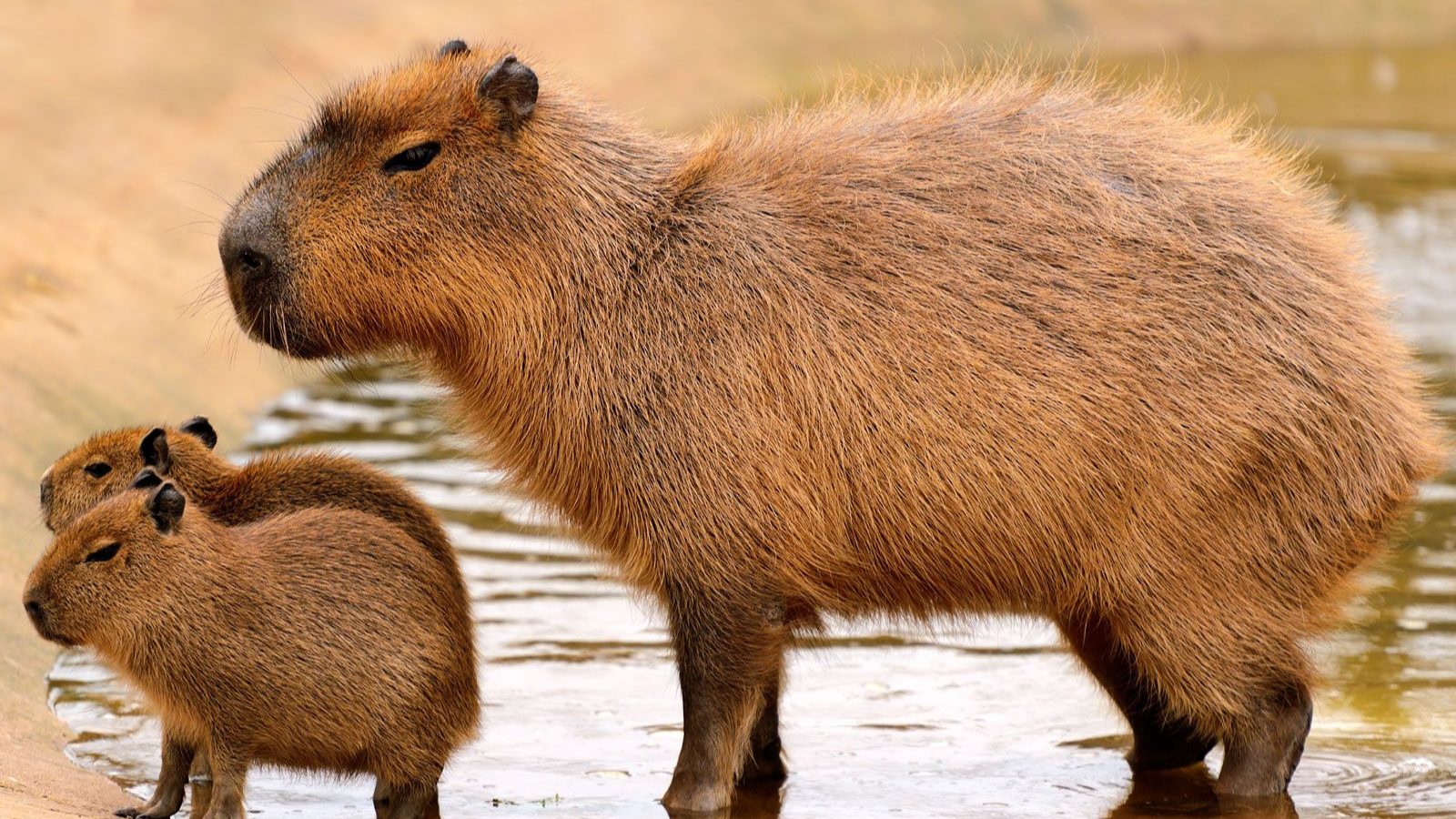 Capybara