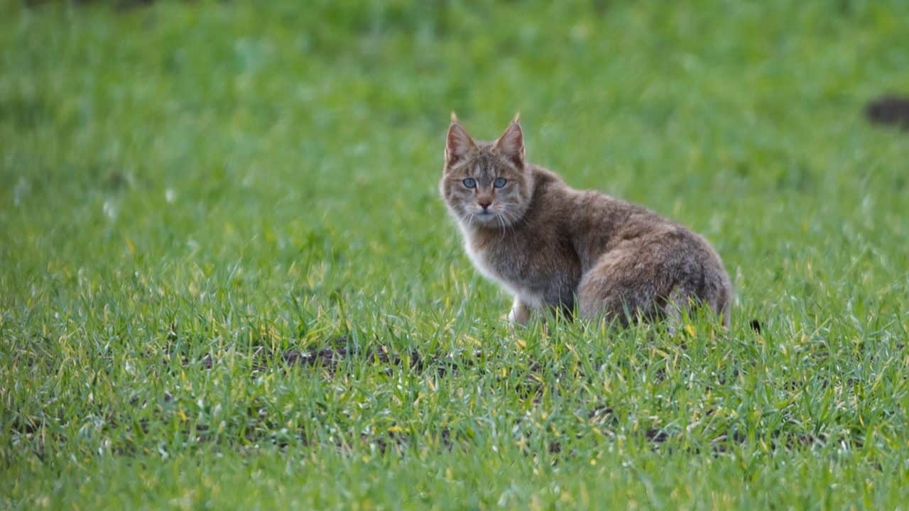 Chinese_Mountain_Cat