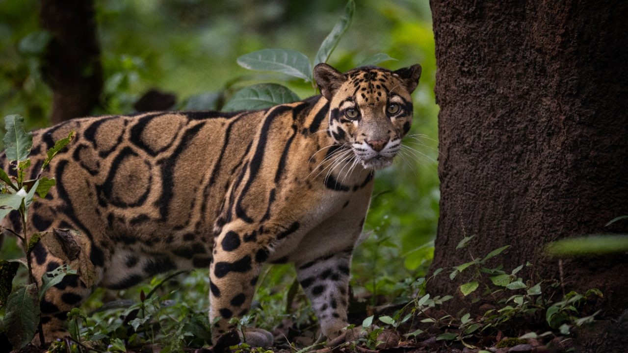 Clouded_Leopard