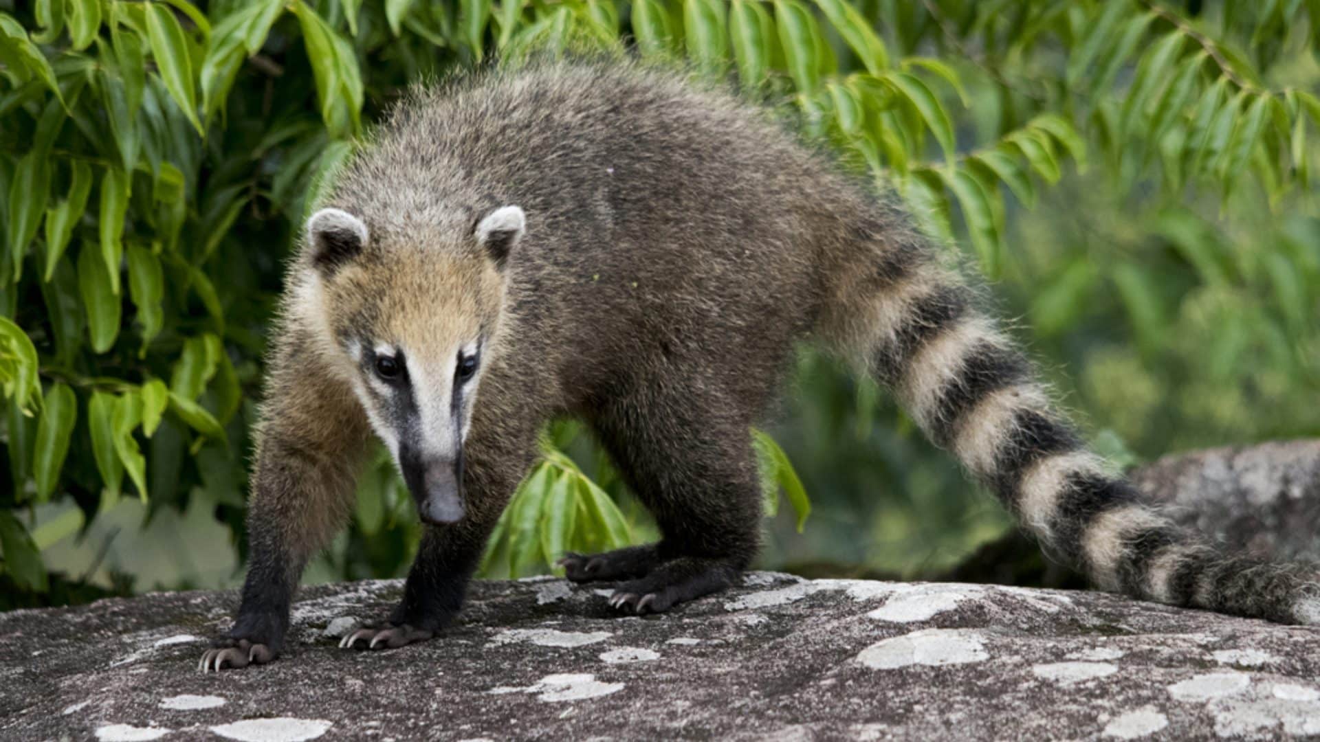 Coati