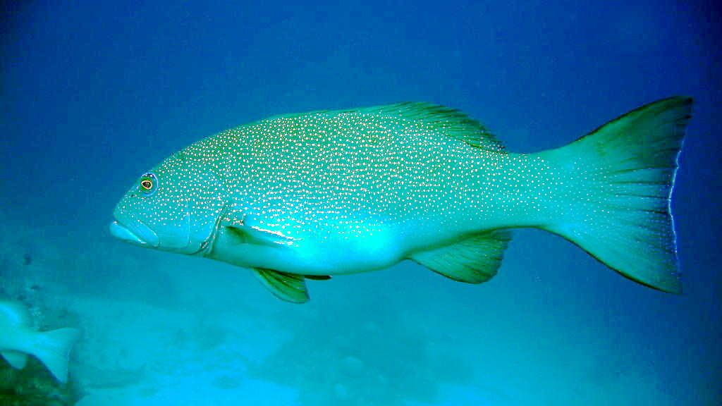 Coral_Groupers