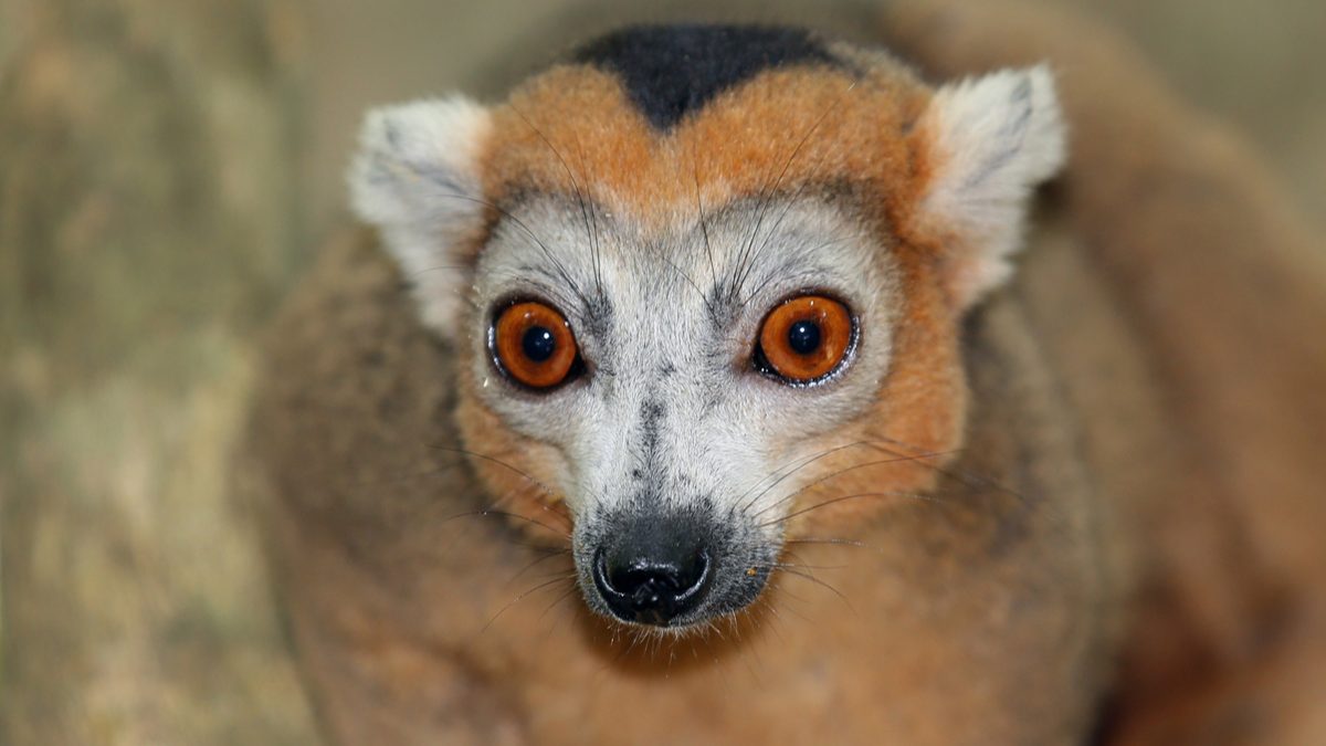 Crowned_Lemur