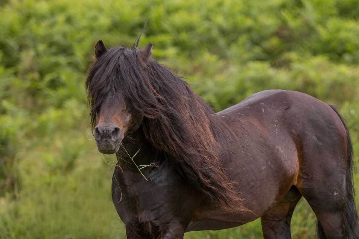 Dartmoor_Pony