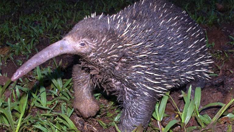 Eastern_Long-Beaked_Echidna